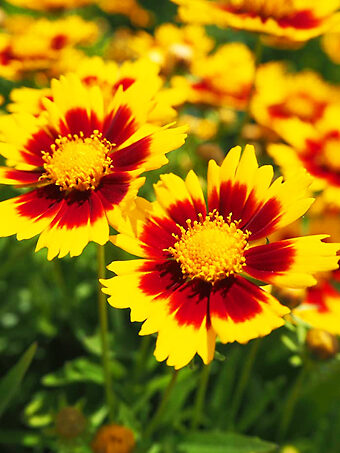 Uptick™ Gold and Bronze Coreopsis