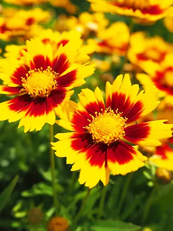 Uptick™ Gold and Bronze Coreopsis