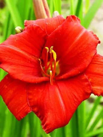 Chicago Apache Daylily