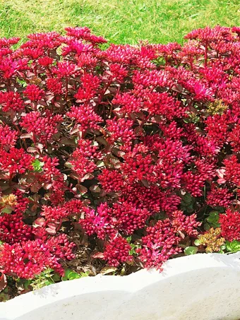 Dragons Blood Sedum