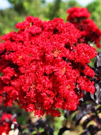 Ebony Fire Crape Myrtle