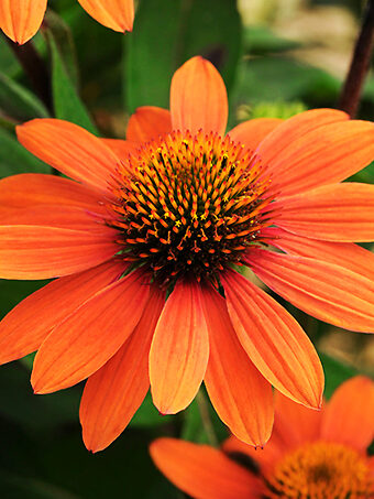 Sombrero Adobe Orange Echinacea
