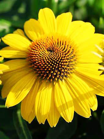Sombrero Lemon Yellow Echinacea