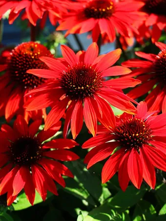 Sombrero® Sangrita Coneflower