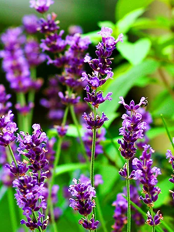 English Lavender