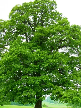 English Oak Tree