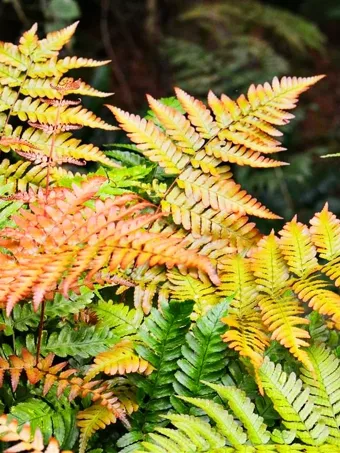 Autumn Fern