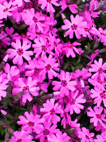 Fort Hill Creeping Phlox