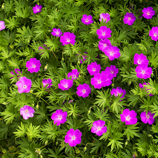 Max Frei Hardy Geranium For Sale Online The Tree Center