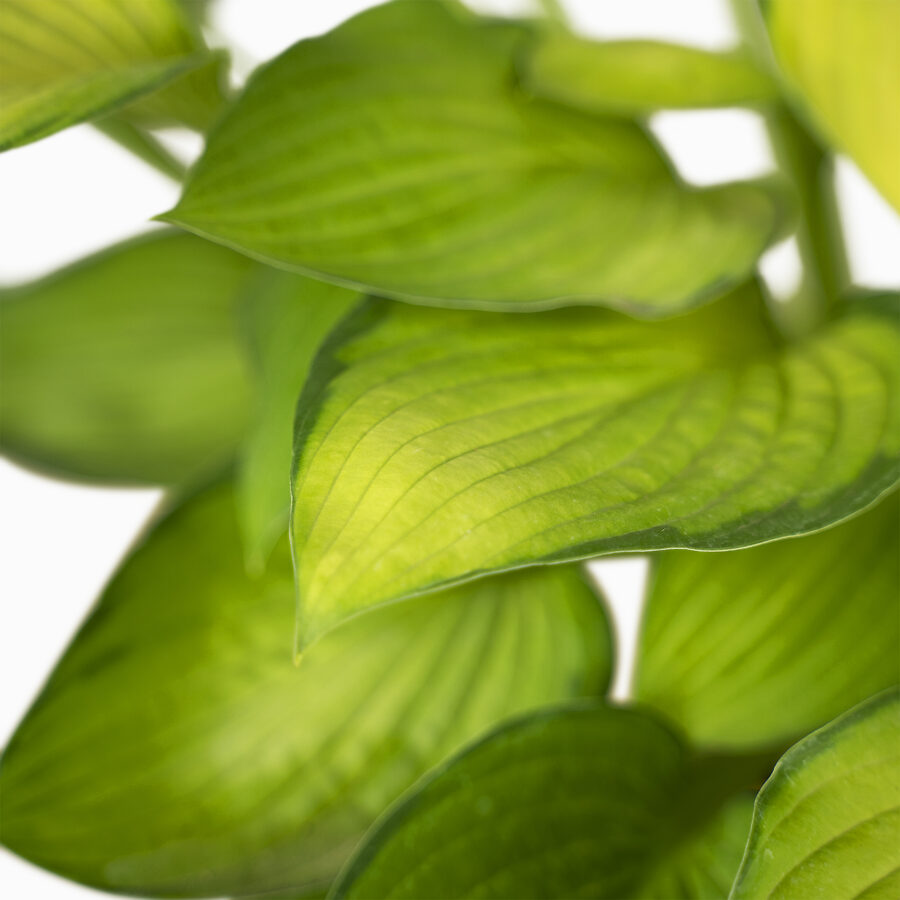 Gold Standard Hosta