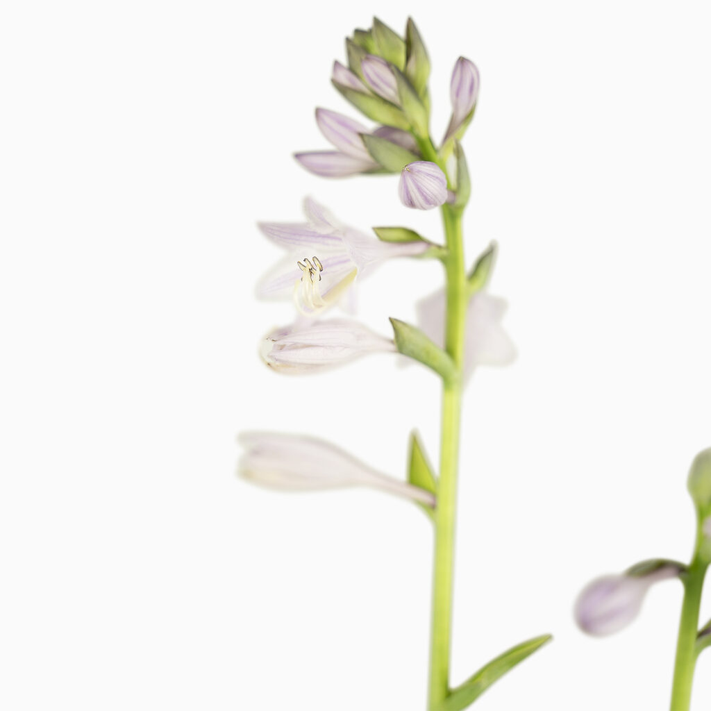 Gold standard hosta shade loving plant the tree center
