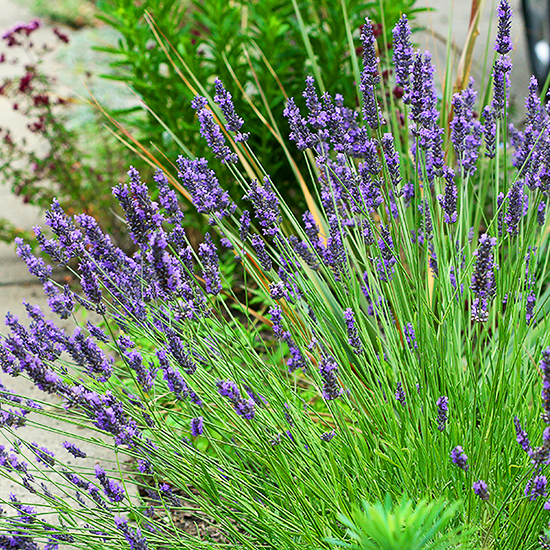 Grosso French Lavender For Sale Online The Tree Center