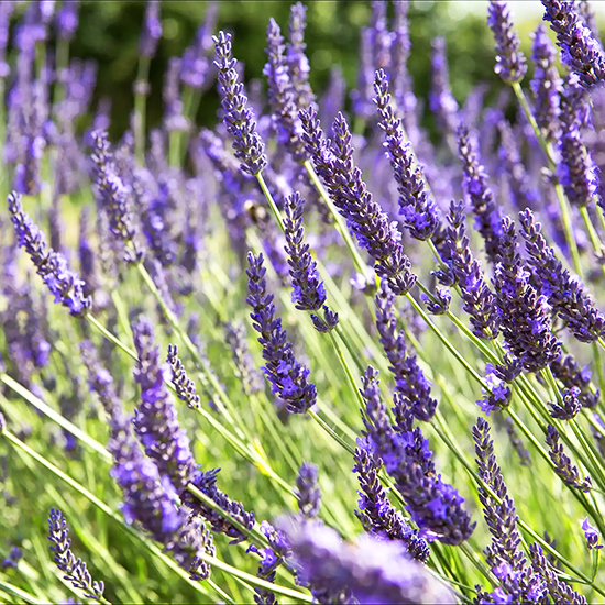 Grosso French Lavender For Sale Online The Tree Center