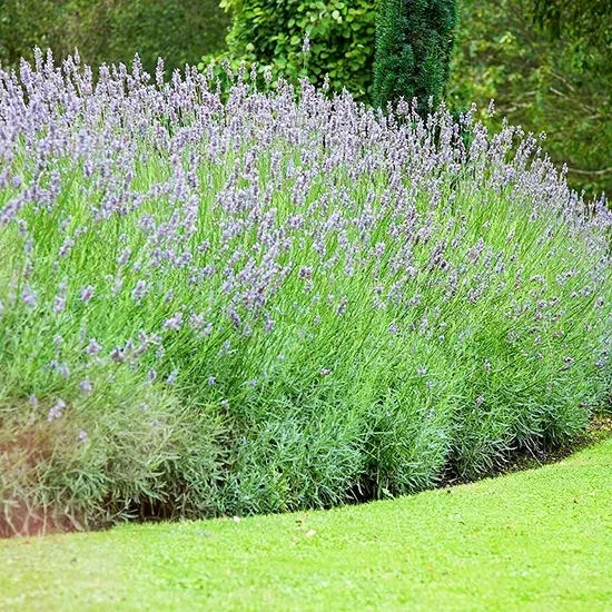 On Sale! Grosso lavender bundles – Graysmarsh Farm Inc.