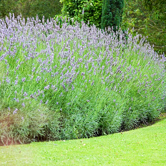 Grosso French Lavender For Sale Online The Tree Center