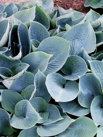 Hadspen Blue Hosta