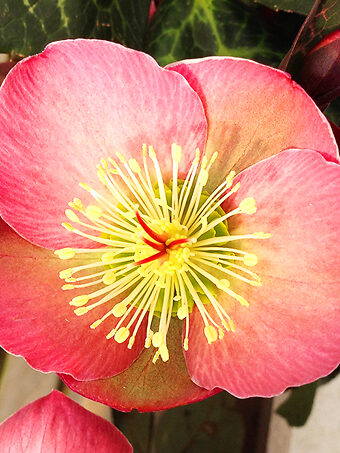 Anna's Red Hellebore