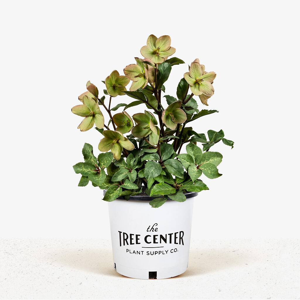 Ivory Prince Hellebore For Sale Online The Tree Center