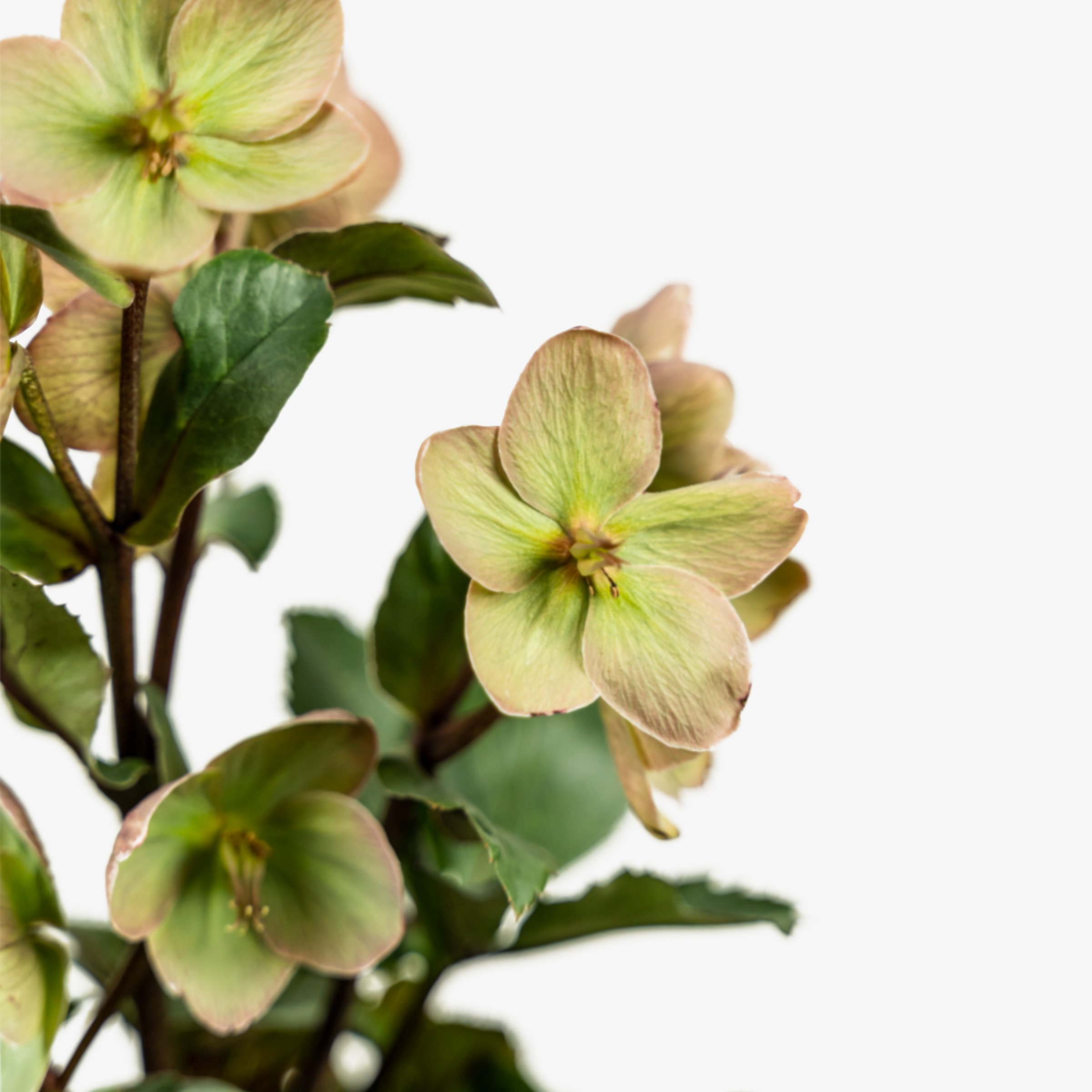 Ivory Prince Hellebore For Sale Online The Tree Center