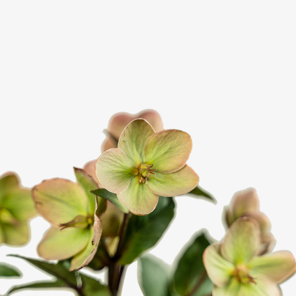 Ivory Prince Hellebore For Sale Online The Tree Center