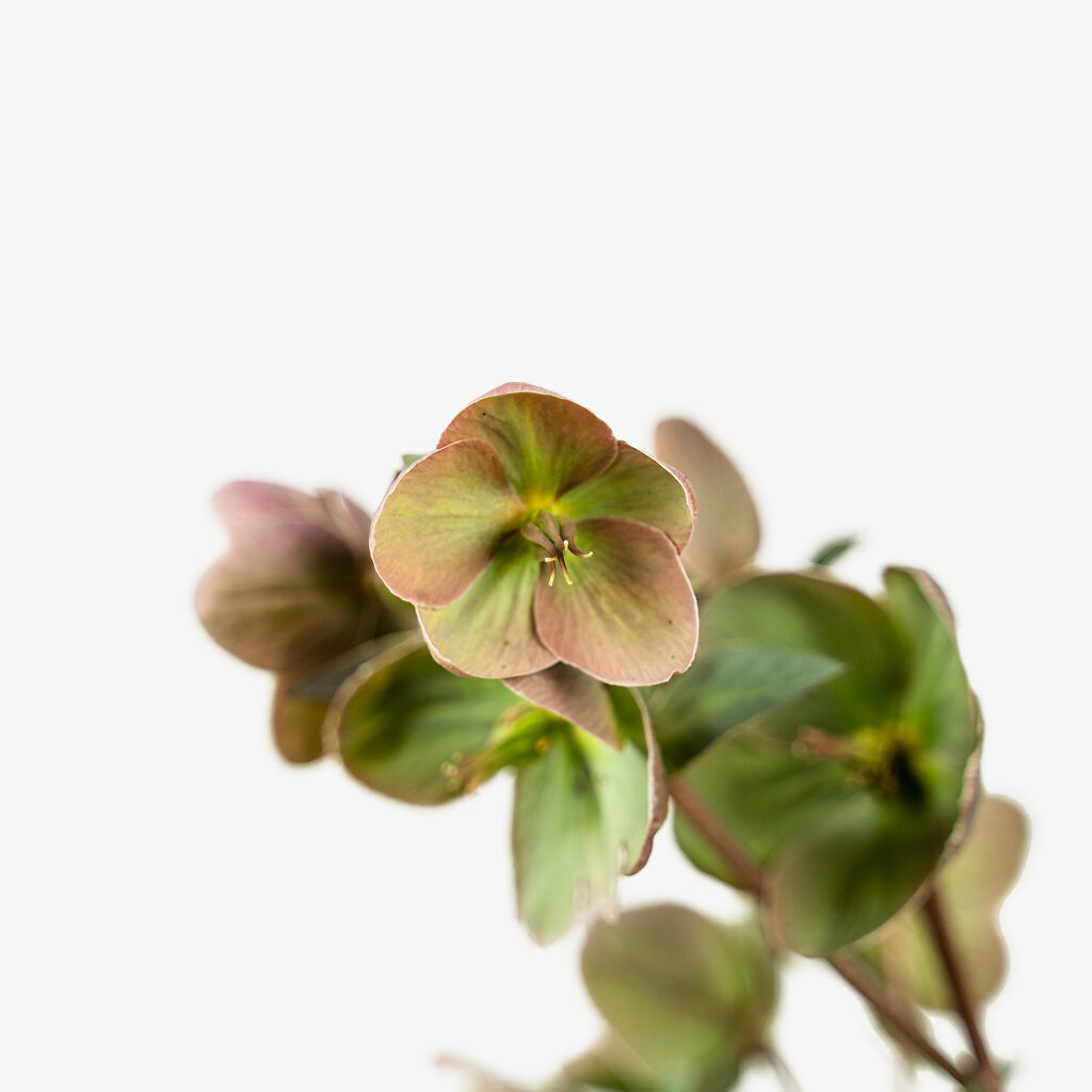 Ivory Prince Hellebore For Sale Online The Tree Center