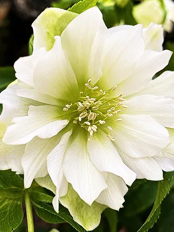 Orientalis Helleborus