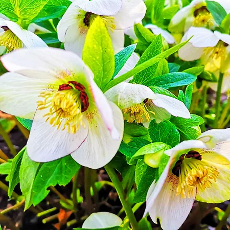 Helleborus