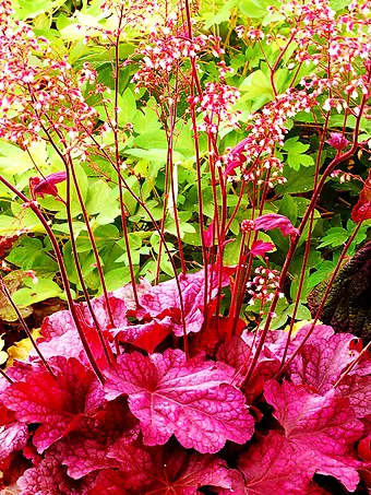 Berry Smoothie Heuchera