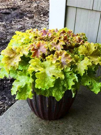 Dolce Apple Twist Heuchera