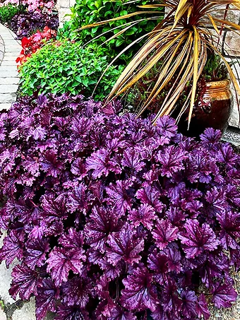 Forever Purple Heuchera