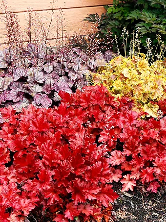 Forever Red Heuchera