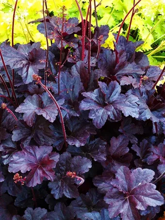 Obsidian Heuchera