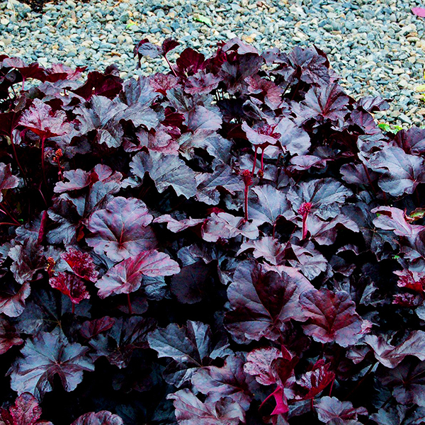 Obsidian Heuchera For Sale Online The Tree Center