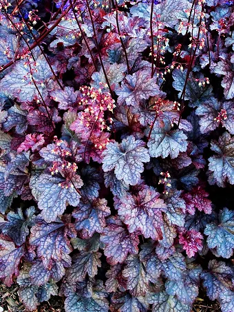 Plum Pudding Heuchera