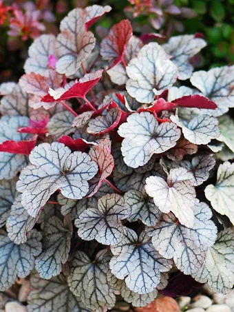 Silver Scrolls Heuchera