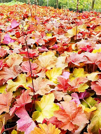 Southern Comfort Heuchera