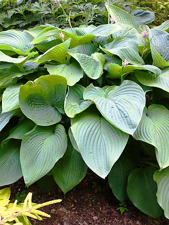 Empress Wu Hosta