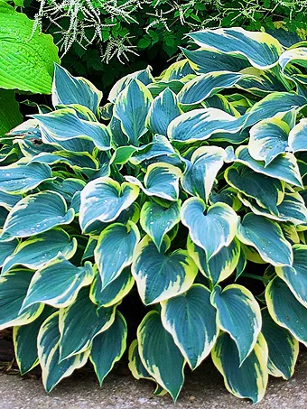 First Frost Hosta