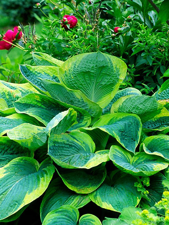 Frances Williams Hosta