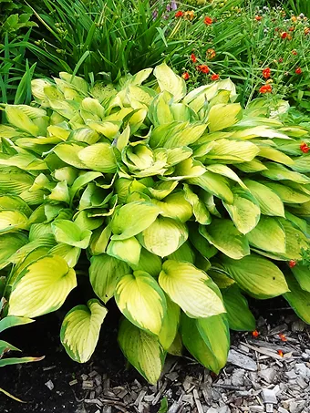 Gold Standard Hosta