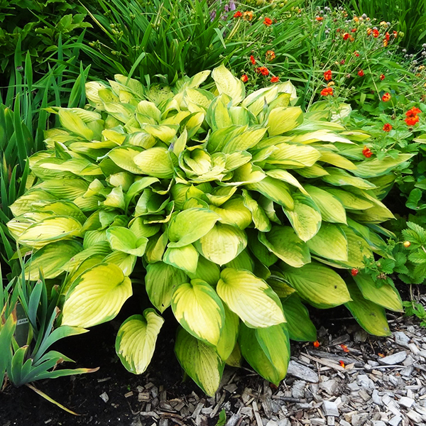 Gold Standard Hosta The Tree Center™