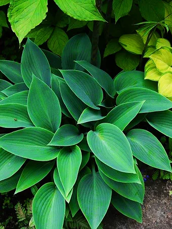 Halcyon Hosta