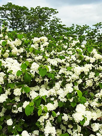 Japanese Snowball Viburnum