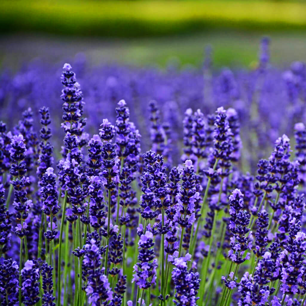Munstead Lavender For Sale Online The Tree Center