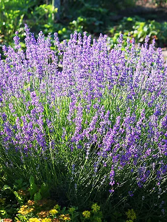 Munstead Lavender