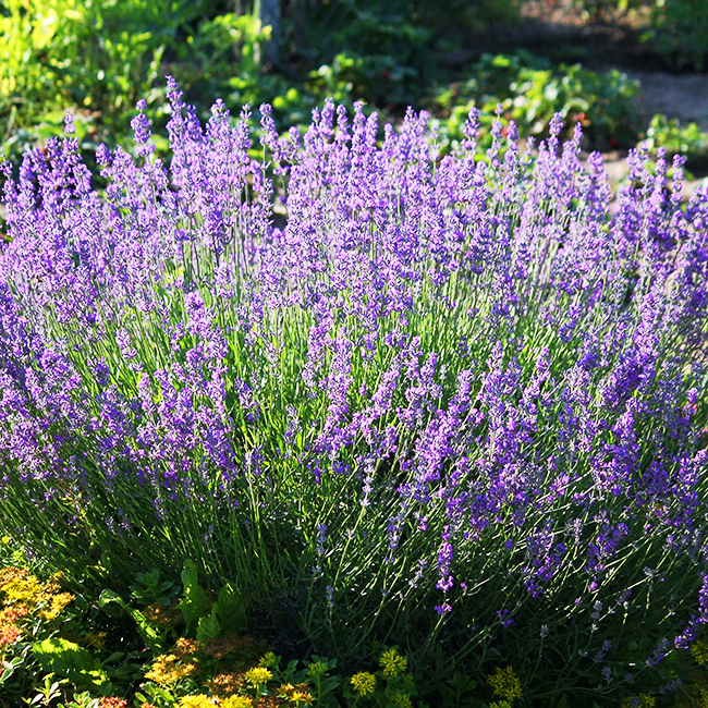 Munstead Lavender For Sale Online The Tree Center