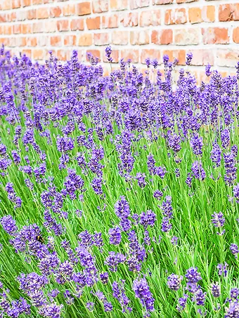 Sensational Lavender