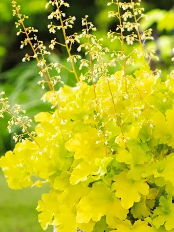 Lime Marmalade Heuchera