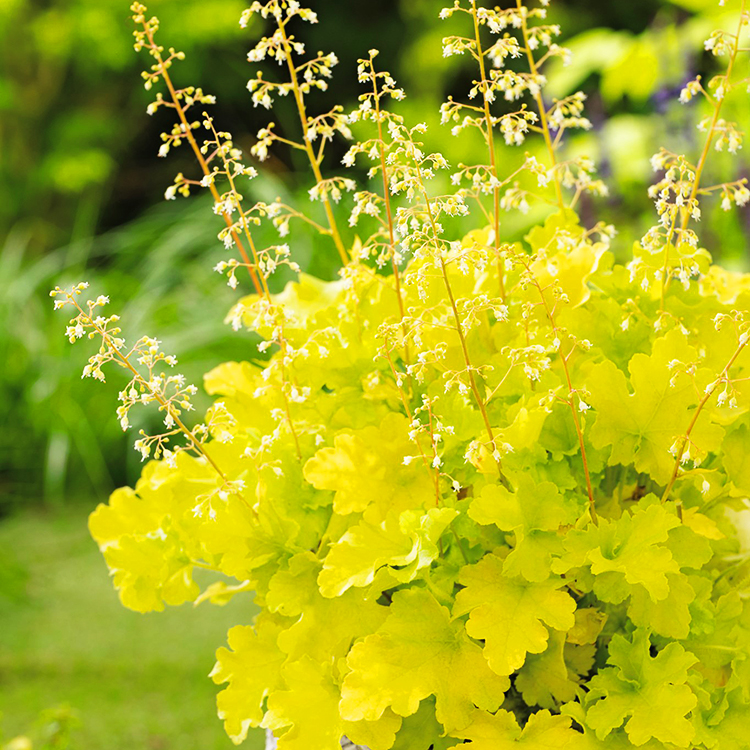 Lime Marmalade Heuchera For Sale Online The Tree Center