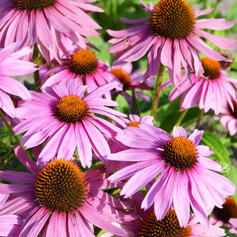 Magnus Coneflower For Sale Online The Tree Center